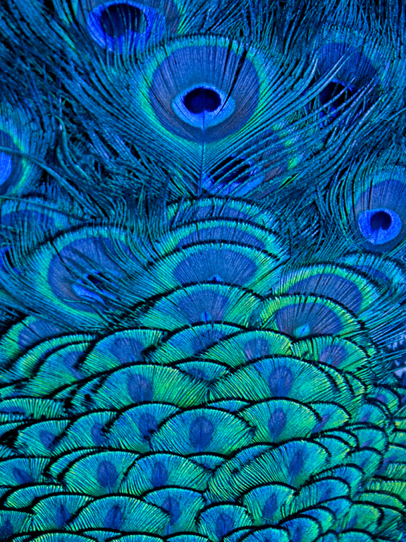 Image of a Peacocks feathers